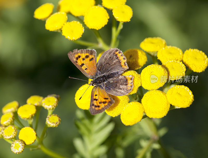 小铜蝶(Lycaena phlaeas)